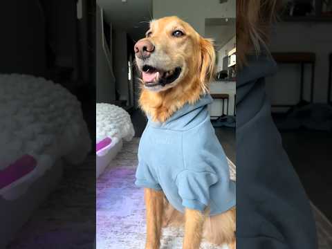 coming home to my golden retriever🥵goldenretreivers dog pup… サムネイル