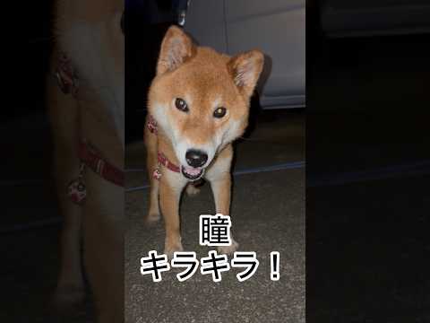 ’26.9.14 力丸の食欲全開! 柴犬 柴犬のいる暮らし 柴犬の日常 shibainu カメラ目線 車中泊犬 力丸