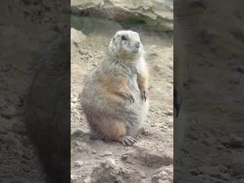 shorts ハイジに出てくる「かわいいの」はあなた？　オグロプレーリードッグ　那須どうぶつ王国にて　2026年3月2…