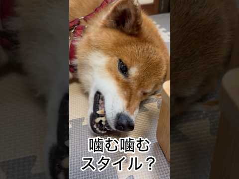 ’26.7.13 力丸の頭が… 柴犬 shibainu 柴犬のいる暮らし 柴犬の日常 車中泊犬 食べる犬 力丸