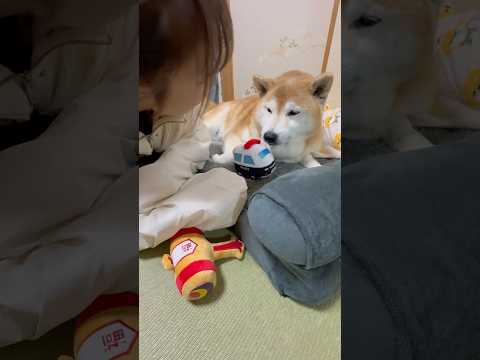 柴犬福 姉にまた変なニックネームで呼ばれる柴犬🤣Sis and Shiba🤣姉と柴 shorts funny funn…