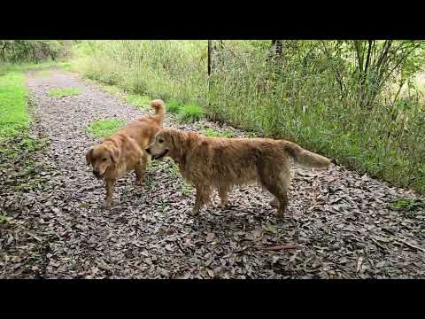 ２歳最後の日の里山散歩で幽霊草とマムシも発見（写らず）。イロハ明日は３歳の誕生日。 goldenretriever 3歳 サムネイル