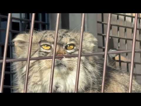 グルーシャくん　下に降りてくれました♪ マヌルネコ　旭山動物園　2025年12月19日 サムネイル