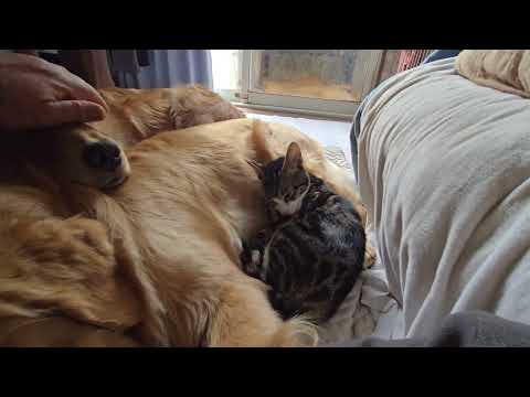 朝起きたら右側にゴールデンレトリバーの親子と仲間と思っている中猫。 サムネイル