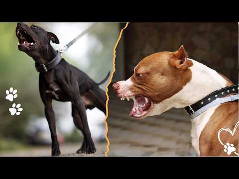 Your Pitbull Will Become Aggressive If You Ignore These 4 T… サムネイル