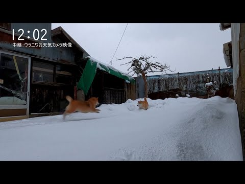 お昼のお天気カメラ映像☁☃ サムネイル