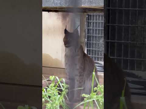 shorts ロキくん日陰に入りました〜☺️ オオヤマネコ　京都市動物園にて　2026年6月14日