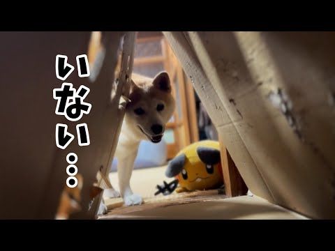 猫の華麗なる脱出に大混乱の柴犬　The Cat Pulled Off the Perfect Escape サムネイル