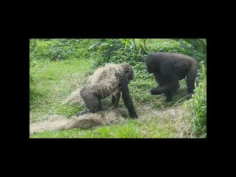 sneak attack.gorilla sisters Iriki 10y8m old / Tayari 10y7m…
