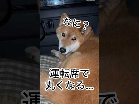 ’26.4.15 力丸は、歩いて・守って・丸くなる… 柴犬 shibainu 柴犬のいる暮らし 柴犬の日常 お散歩 車… サムネイル