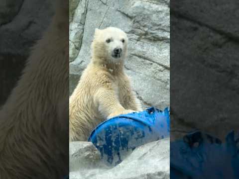 shorts パワフルに遊ぶモモ太くん　  ホッキョクグマの仔　男鹿水族館GAOにて　2026年5月22日 サムネイル