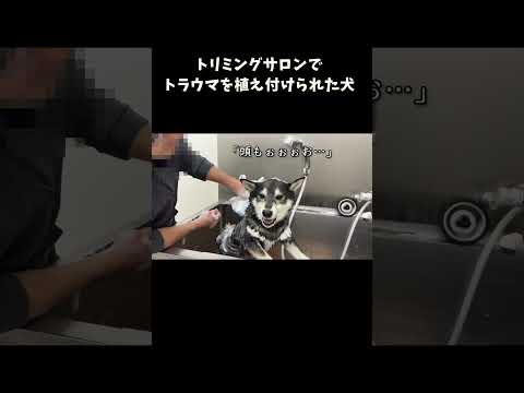 トリミングサロンでトラウマを植え付けられた犬 サムネイル