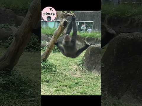 Tayari 💪🤣 gorilla gorillatag taipeizoo 金剛猩猩 台北市立動物園 asmr sh…
