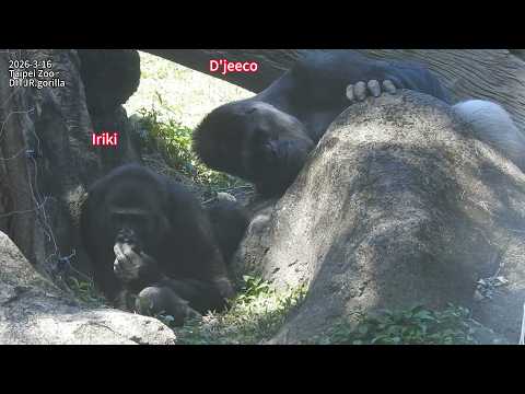 Gorilla D'jeeco family 午睡 / Tayari Jabali Ringo 互動 / Ringo… サムネイル