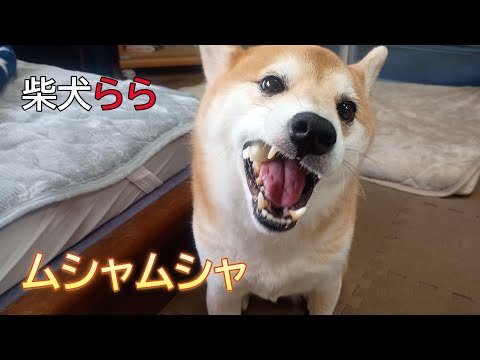 ムシャムシャ サムネイル