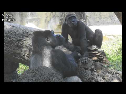 Gorilla D'jeeco family 休息。吃午餐 / D'jeeco。Tayari。Jabali 近拍 20… サムネイル