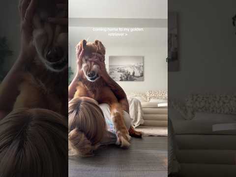 coming home to my golden retriever🥵 goldenretreiver dog ind…
