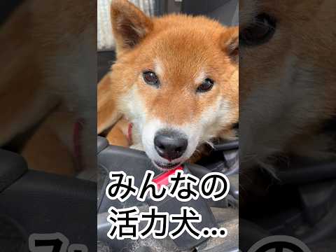 ’26.5.7 これがリキです！ 柴犬 shibainu 柴犬のいる暮らし 柴犬の日常 車中泊犬 食べる犬 力丸 サムネイル