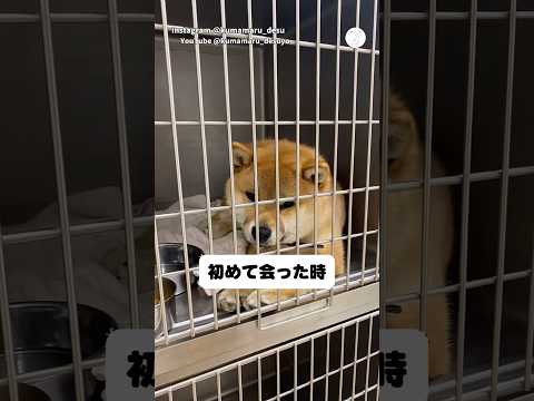 初めて会った時、とても不安そうだった柴犬　保護犬　柴犬　犬　いぬ　犬のいる暮らし サムネイル
