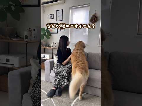 友達に、獣臭いって言われた ゴールデンレトリバー 大型犬のいる生活 大型犬と子供 goldenretreiver サムネイル