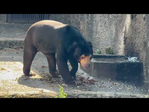 バックヤードを覗くマーチンくん☺️ マレーグマ　のんほいパークにて　2026年4月3日 サムネイル