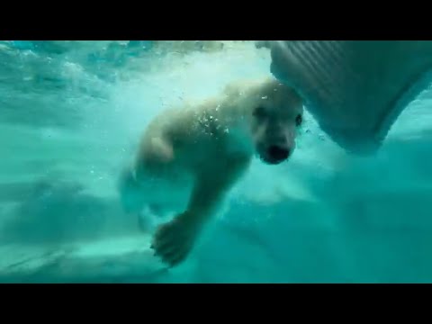泳ぎながらヘディングでオモチャを運ぶモモ太くん　  ホッキョクグマの仔　男鹿水族館GAOにて　2026年5月22日 サムネイル