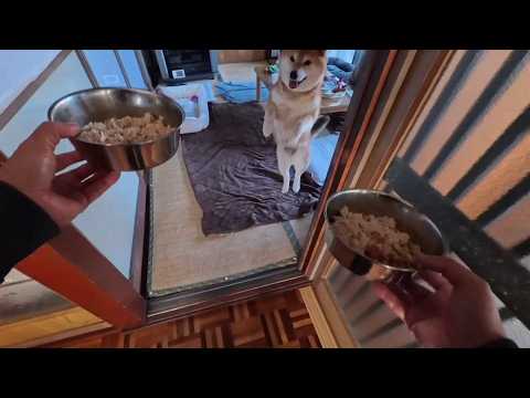 晩ごはんジャンピング歓迎なココさん【晩ごはんだ！！🍖🍖🍞🍞】 サムネイル