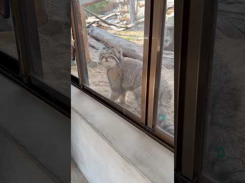 shorts おはようナゴムくん　マヌルネコ　那須どうぶつ王国にて　2026年3月29日 サムネイル