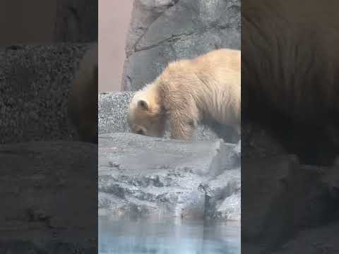 shorts モモ太もおいでっと呼んでくれるモモちゃんママ☺️   ホッキョクグマ　秋田県男鹿水族館GAOにて2026… サムネイル