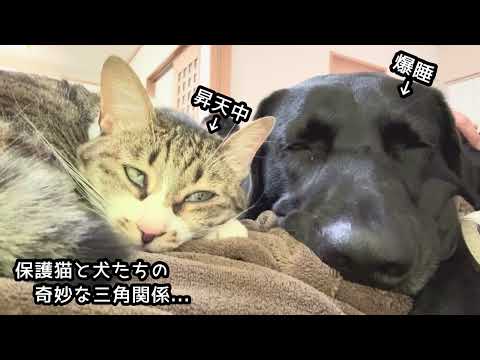 保護猫と犬たちの奇妙な三角関係 サムネイル