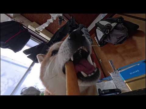 2026年3月24日(火) チーズの塊棒を貰いました【ハードチーズ食べます】 サムネイル