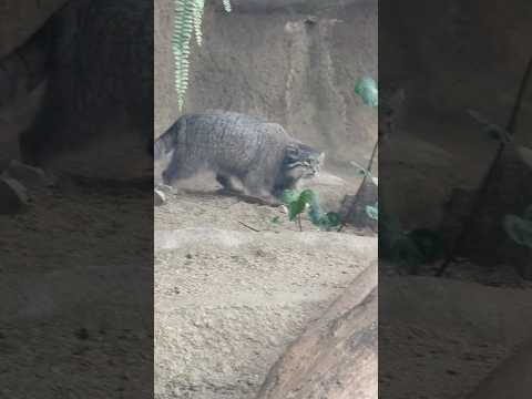 statue パトロール中⁈ マヌルネコのオトちゃん　神戸どうぶつ王国にて　2025年12月26日 サムネイル