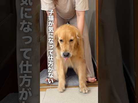 子猫が気になって仕方がない大型犬...【ゴールデンレトリバー・ボーダーコリー】shorts