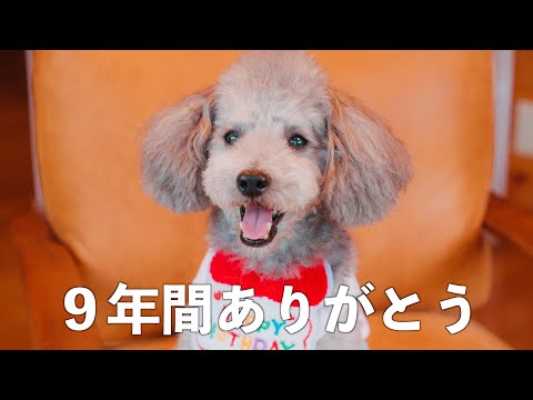 🐶愛犬9才の誕生日を祝って、家族みんなで泣いた日 サムネイル