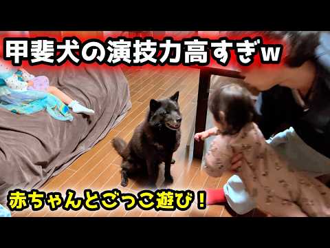 赤ちゃんとの遊びを全力で楽しむ甲斐犬が面白すぎた【パパのナイトルーティン】 サムネイル