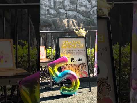 shorts サーシャの日　5歳の誕生日イベント　アムールトラ🐯　浜松市動物園　2026年2月14日　IMG 8347 サムネイル