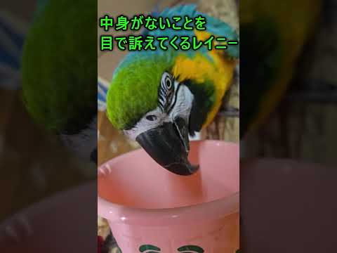 目は口ほどに物を言う？ 東武動物公園 動物 ルリコンゴウインコ zoo レイニー サムネイル