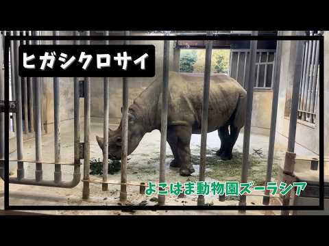 【よこはま動物園ズーラシア】ヒガシクロサイ🦏