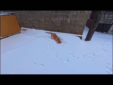 雪 と モモさん と ホーミングミサイル サムネイル