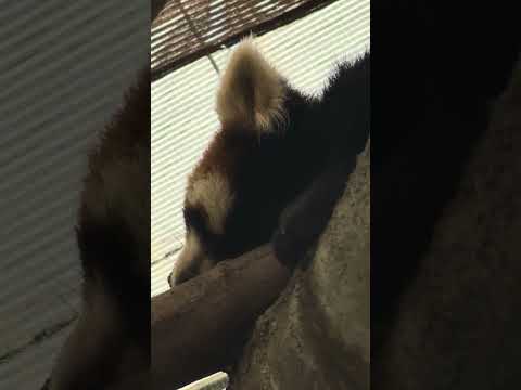 shorts レッサーパンダ　神戸どうぶつ王国　IMG 5745 サムネイル