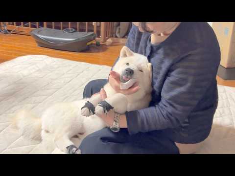 蕩けながら母に甘える可愛い柴犬とサモエド&母初めての動画編集、怒涛の７時間作業のリアルな様子 サムネイル