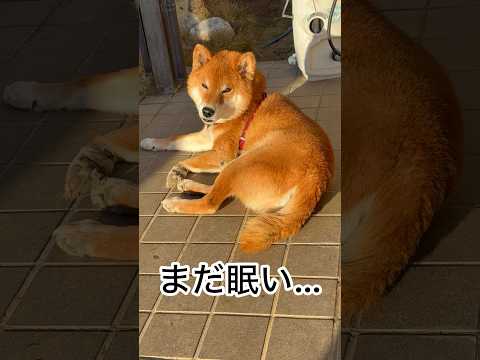’25.12.30 朝の力丸… 柴犬 shibainu 柴犬のいる暮らし 柴犬の日常 お散歩 カメラ目線 力丸 サムネイル