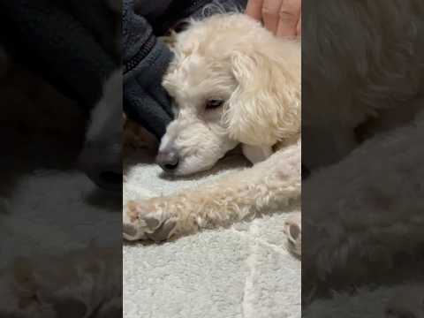 shorts 眠くなったタローちゃん　トイプードル　2026年1月25日 サムネイル