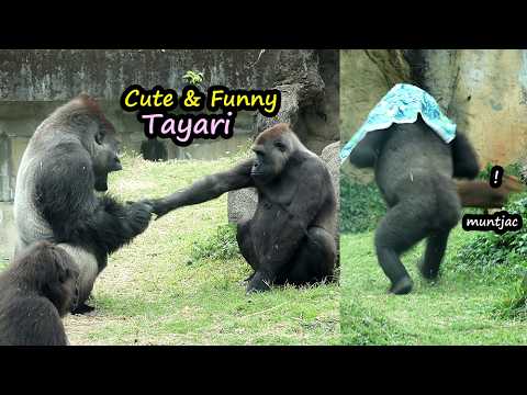 Gorilla Tayari cute & funny interaction w/D'jeeco,beat ches… サムネイル