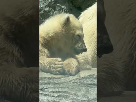 shorts もう眠い💤💤　モモ太くん　モモ🍑の赤ちゃん　ホッキョクグマ　男鹿水族館GAO 2026年4月30日 サムネイル