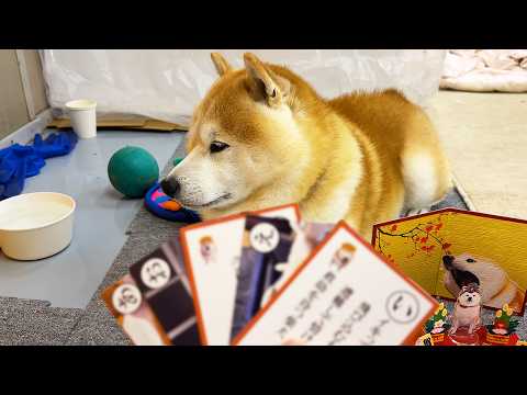 神経衰弱をするも１ターン目で全ての札を取られ、情けなくフィンと泣いて大絶望する柴犬 サムネイル