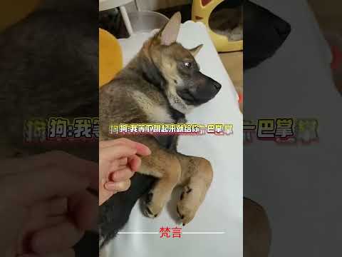 女主人輕聲哄生氣的狗狗別生氣了 沒想到最後竟然… 狗狗 意外 有趣 dog  amazing funny shorts サムネイル