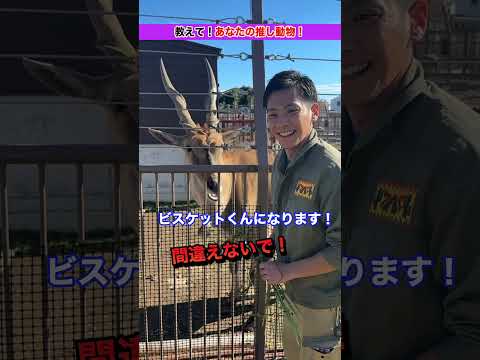 飼育員の推し動物紹介！エランド🦌 サムネイル