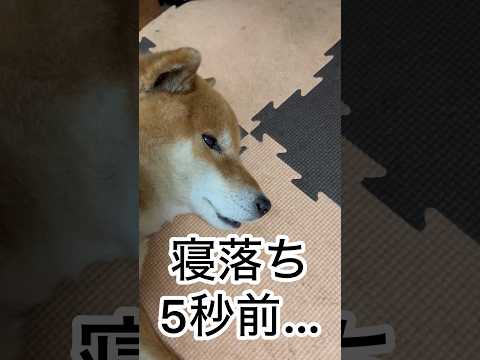 ’26.4.1 力丸の寝方… 柴犬 shibainu  眠い犬 カメラ目線 柴犬のいる暮らし 柴犬の日常 力丸 サムネイル