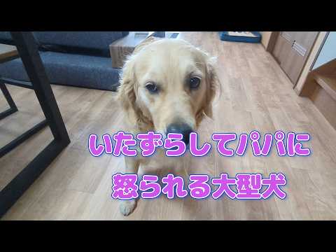 留守番だといたずらしちゃう大型犬ゴールデンレトリバーティト